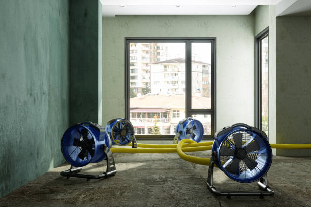 Best Professional water damage repair  in Harbison Nyon, CA